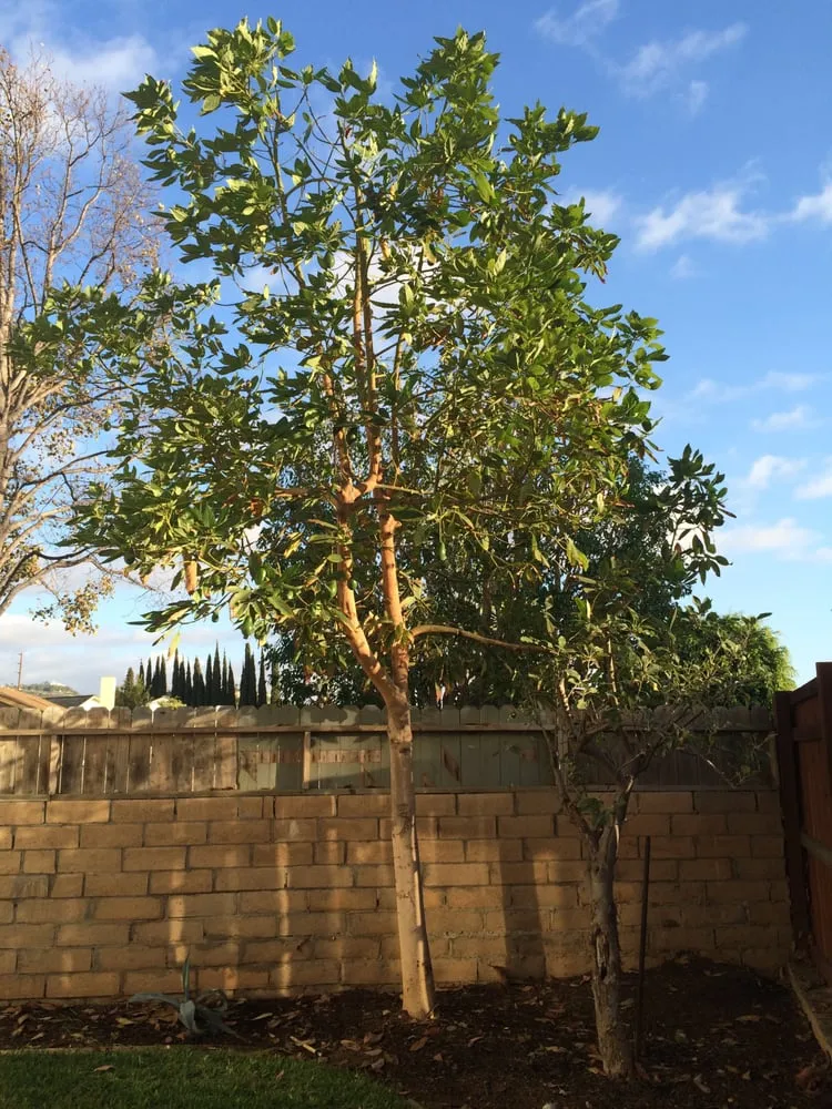 Affordable landscaping services near you across Tustin, CA - OC Lawn & Landscape