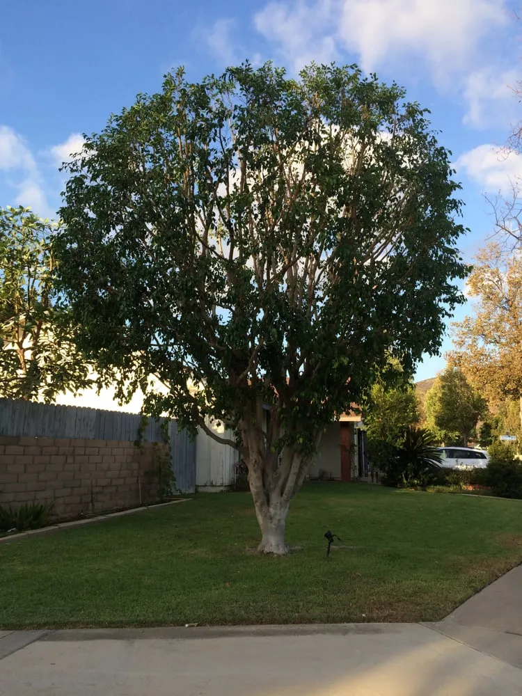 Top-rated landscaping services experts serving Tustin, CA - OC Lawn & Landscape