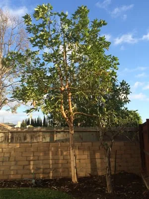 OC Lawn & Landscape Logo