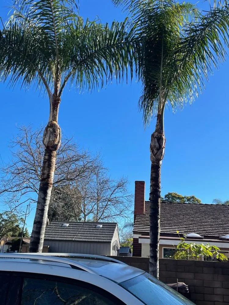 Local yard cleanup service experts serving Santa Ana, CA - OC Lawn Pro's