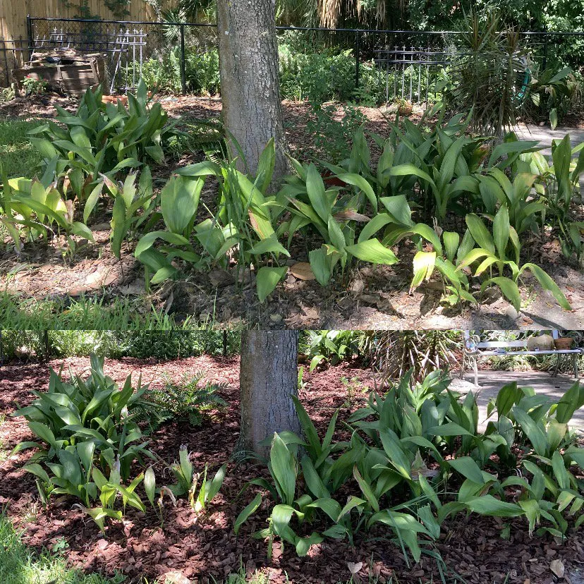 Reliable garden landscaping experts serving Port Orange, FL - O’Callaghan Landscaping