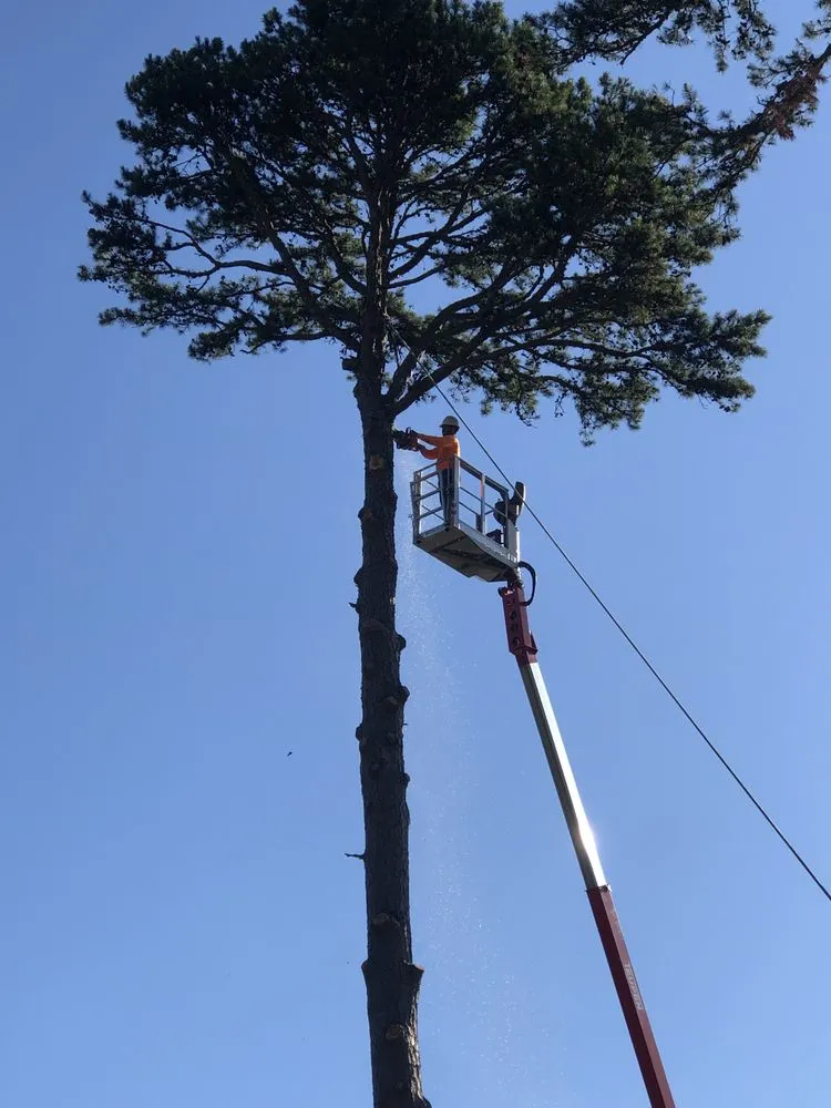 Professional yard maintenance for year-round maintenance in Winston Salem, NC by Ocampo Landscaping & Tree Service