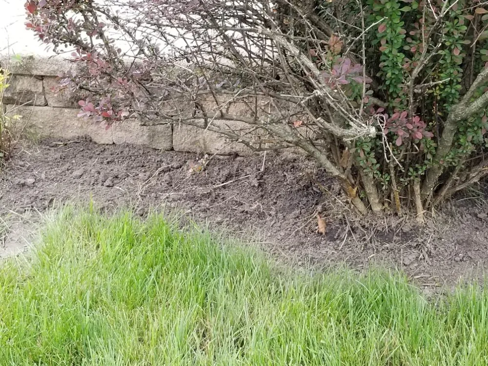 Affordable yard maintenance in Maywood, IL - Ocampos green lanscaping