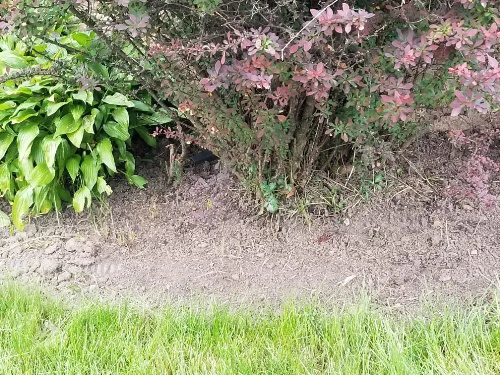 Reliable lawn care service experts serving Maywood, IL - Ocampos green lanscaping