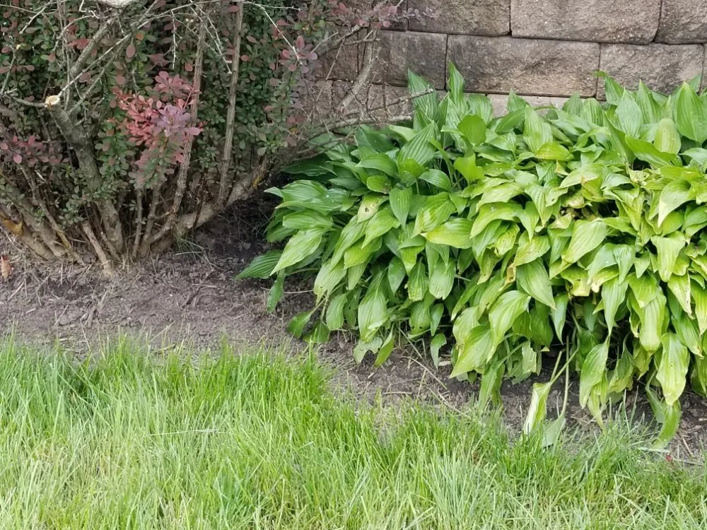 Affordable landscape design for homes across Maywood, IL - Ocampos green lanscaping