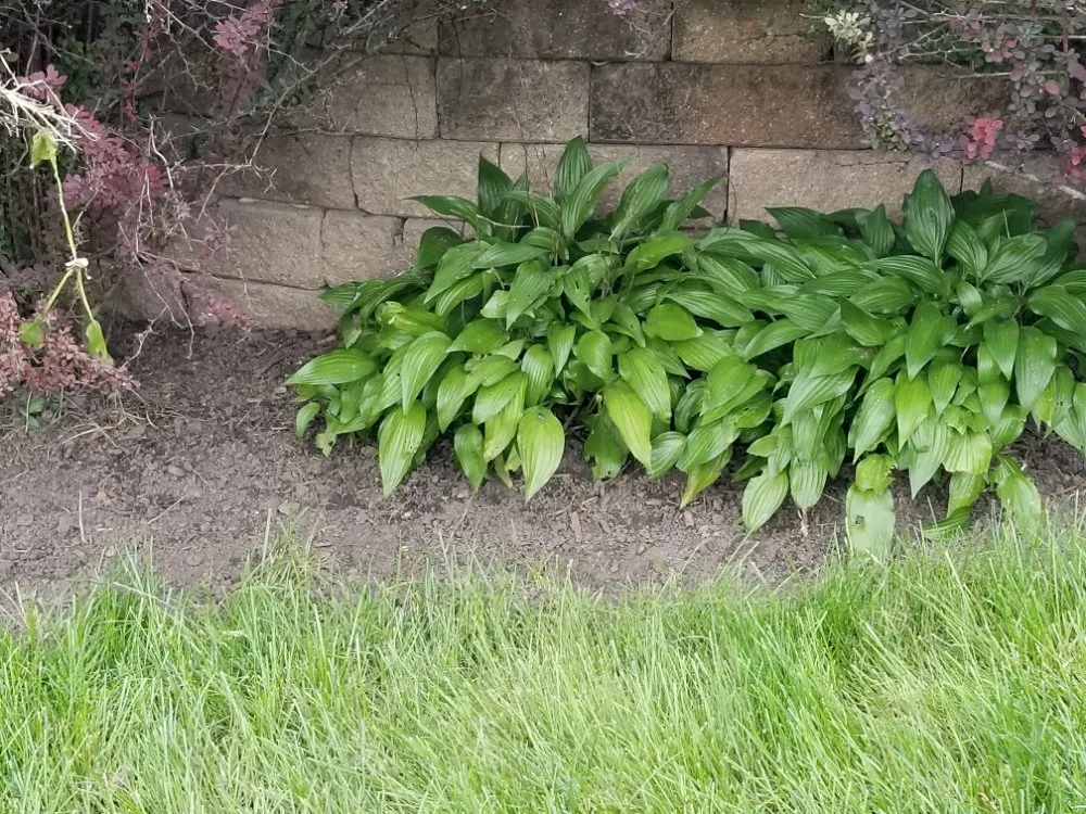 Professional garden landscaping in Maywood, IL by Ocampos green lanscaping