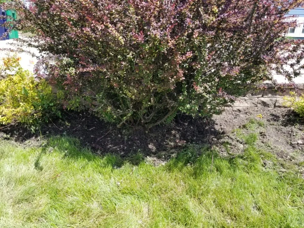 Expert yard maintenance in Maywood, IL by Ocampos green lanscaping