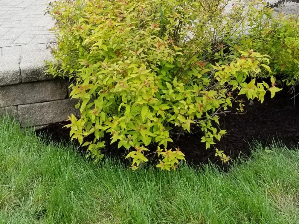 Expert landscaping services in Maywood, IL by Ocampos green lanscaping