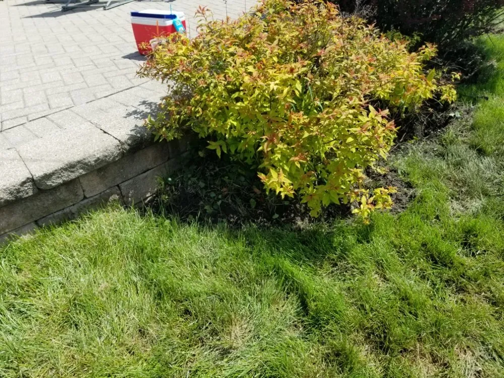 Reliable yard maintenance near you in Maywood, IL by Ocampos green lanscaping