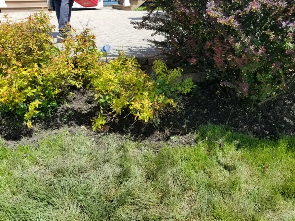 Affordable lawn mowing service in Maywood, IL - Ocampos green lanscaping