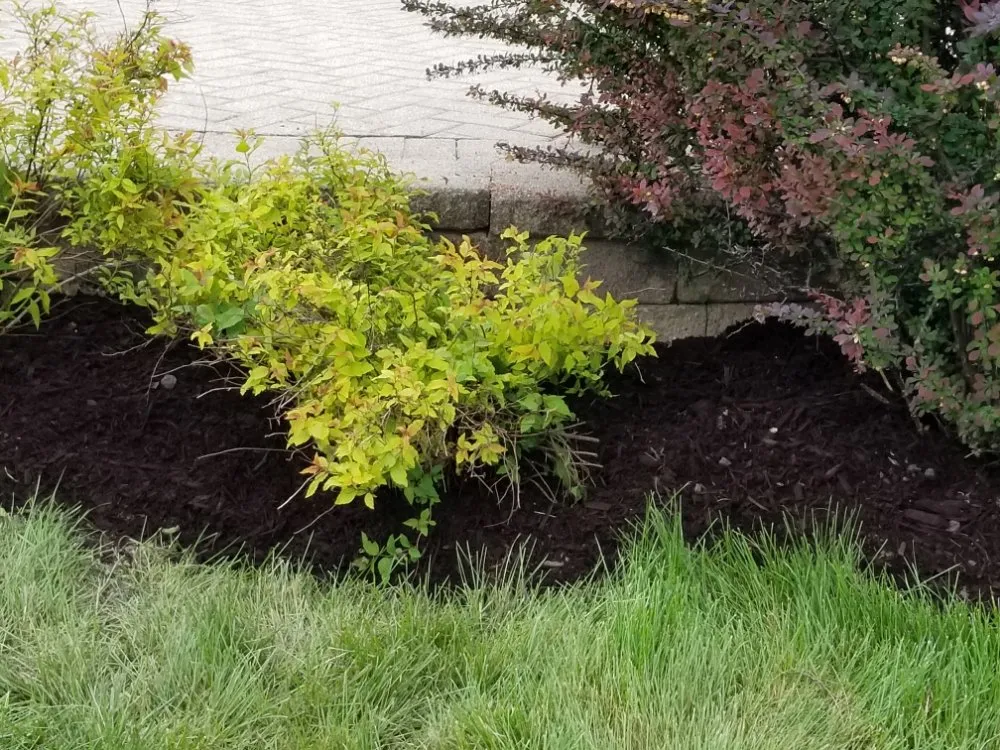 Affordable lawn mowing service for beautiful yards across Maywood, IL - Ocampos green lanscaping