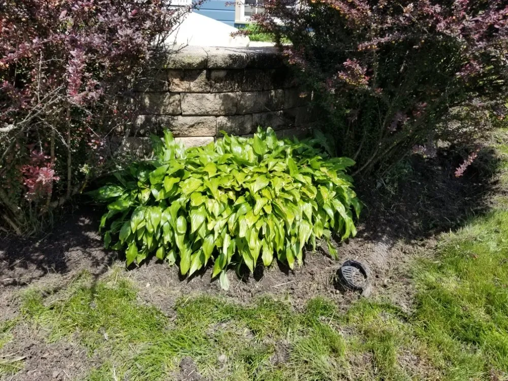 Trusted landscaping services in Maywood, IL by Ocampos green lanscaping