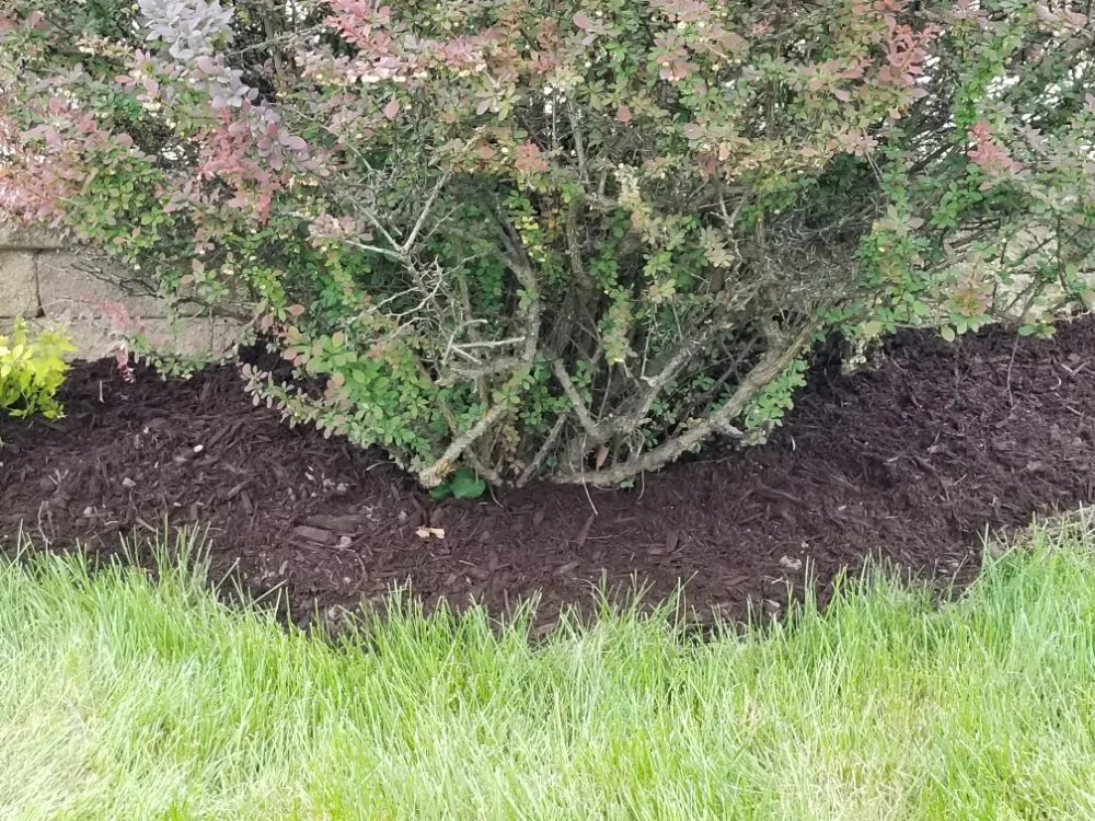 Trusted lawn mowing service for beautiful yards in Maywood, IL by Ocampos green lanscaping