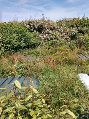 Ocean Breeze Landscaping