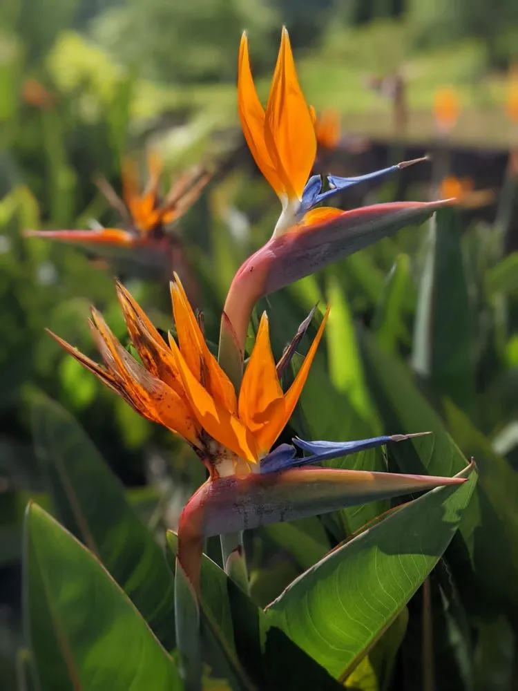 Affordable lawn care service in Santa Barbara, CA - Ocean Green Landscape and Maintenance