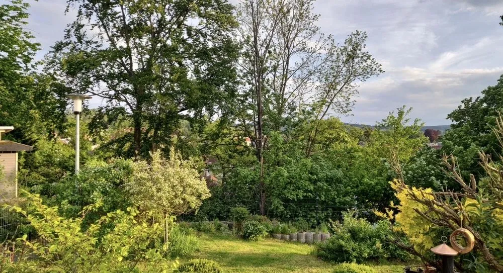 Trusted yard cleanup service experts serving Santa Barbara, CA - Ocean Green Landscape and Maintenance