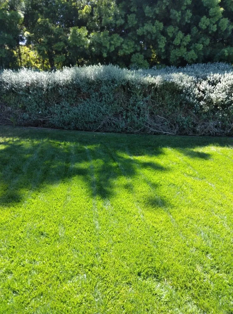 Custom yard maintenance with custom design in Oceanside, CA by Ocean Landscape