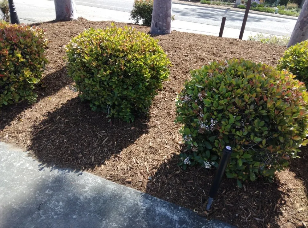 Expert yard cleanup service for residential properties across Oceanside, CA - Ocean Landscape