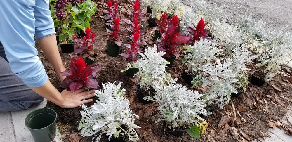 Local garden landscaping in Saint Augustine, FL - Ocean View Landscape Management