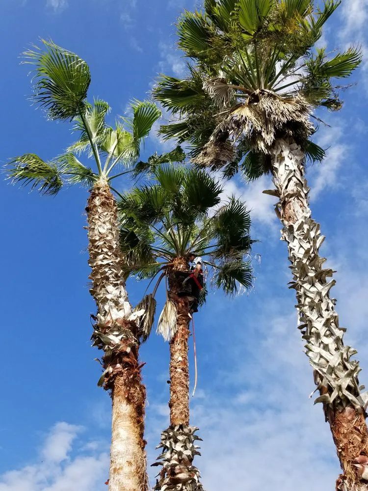 Reliable outdoor landscaping in Saint Augustine, FL by Ocean View Landscape Management