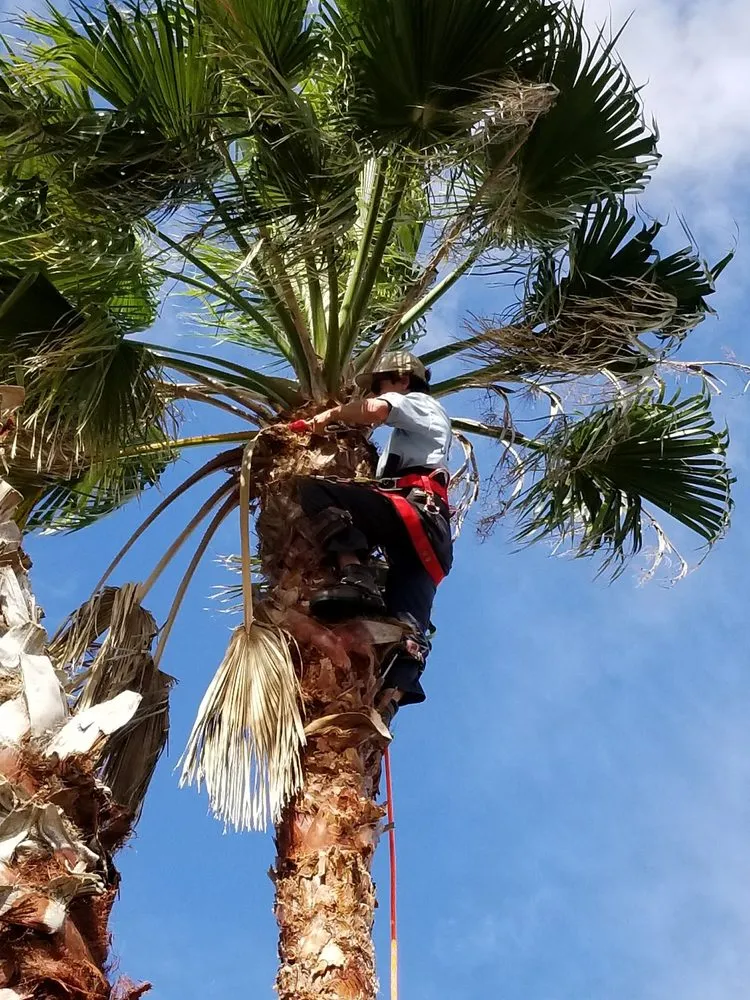 Trusted yard maintenance experts serving Saint Augustine, FL - Ocean View Landscape Management