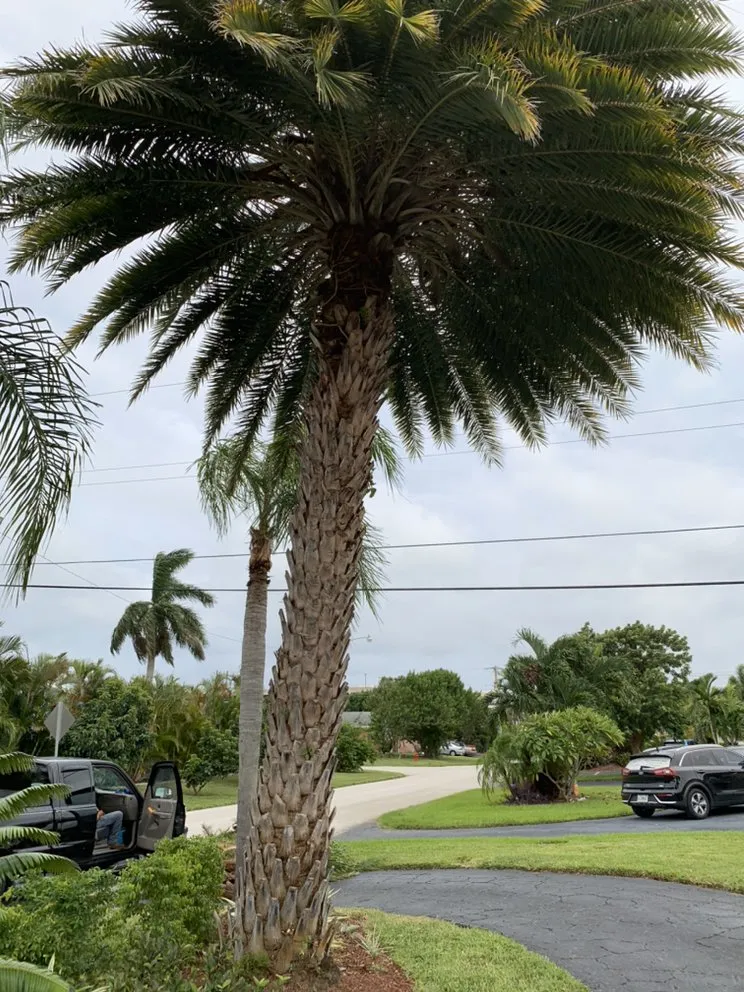 Trusted lawn mowing service for outdoor upgrades across Oakland Park, FL - Ocean View Lawn Service