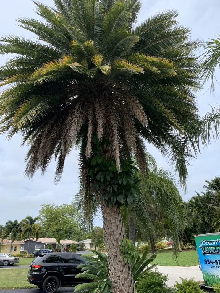 Trusted landscaping services in Oakland Park, FL - Ocean View Lawn Service