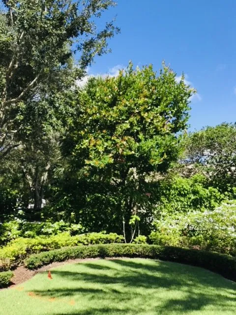 Trusted landscape installation for year-round maintenance across West Palm Beach, FL - Oceanside Landscaping & Design