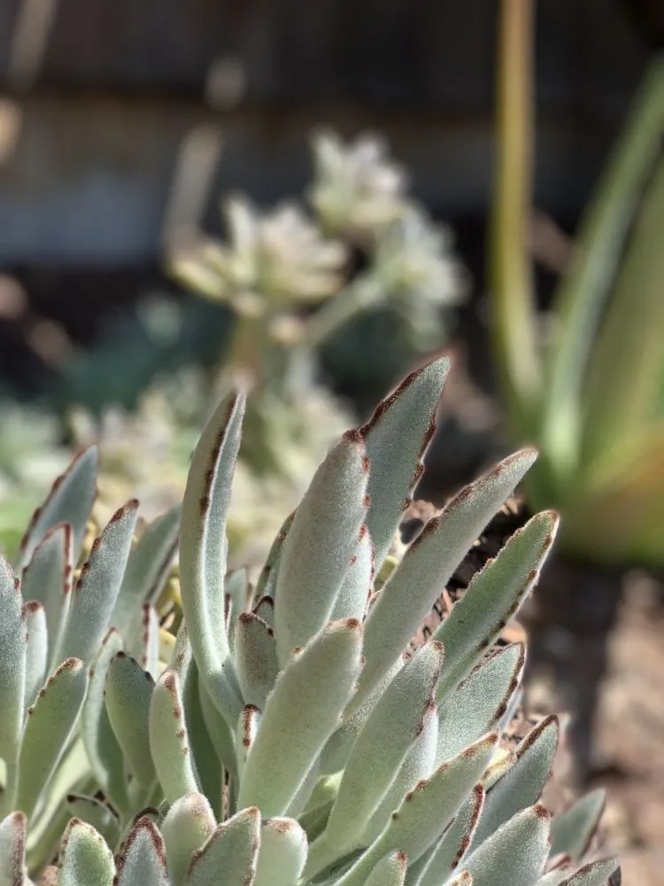 Professional yard maintenance in Oceanside, CA - Oceanside Landscaping