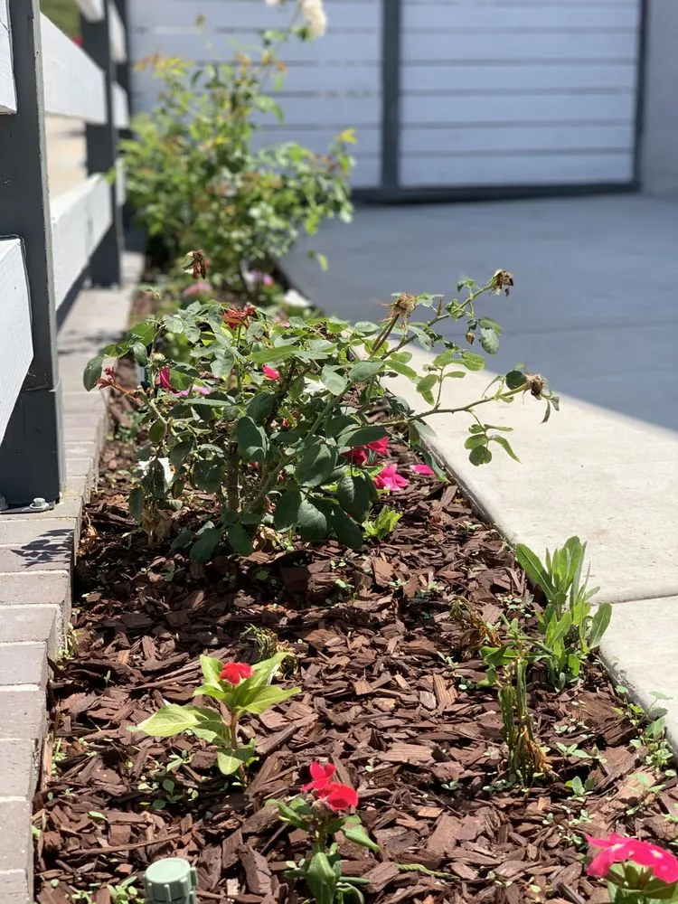 Local landscape design experts serving Oceanside, CA - Oceanside Landscaping