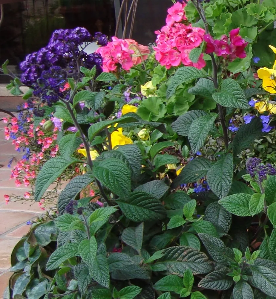 Trusted residential landscaping for outdoor upgrades in Tucson, AZ by Ochoa Landscape