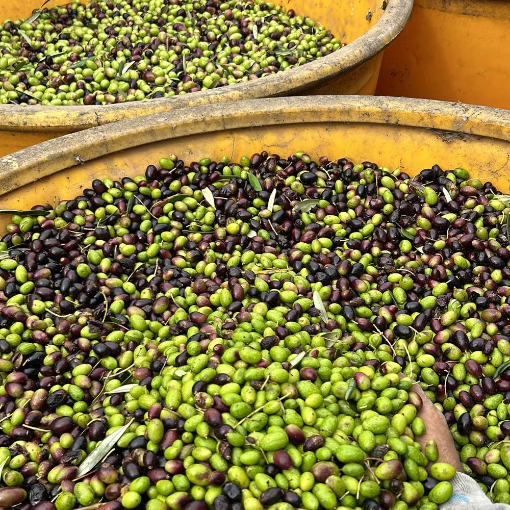 Top-rated lawn care service for homes across Napa, CA - Ochoa's Landscaping