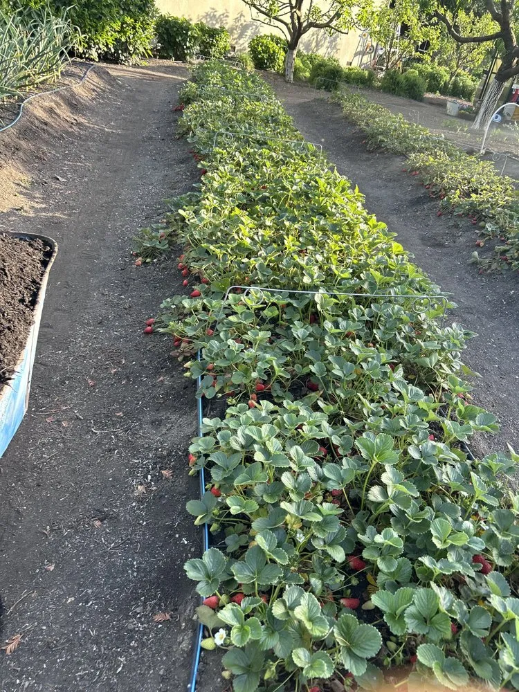 Local yard maintenance for beautiful yards in Napa, CA by Ochoa's Landscaping