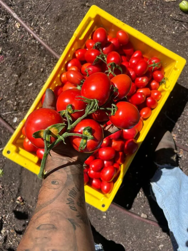 Top-rated yard cleanup service in Napa, CA by Ochoa's Landscaping