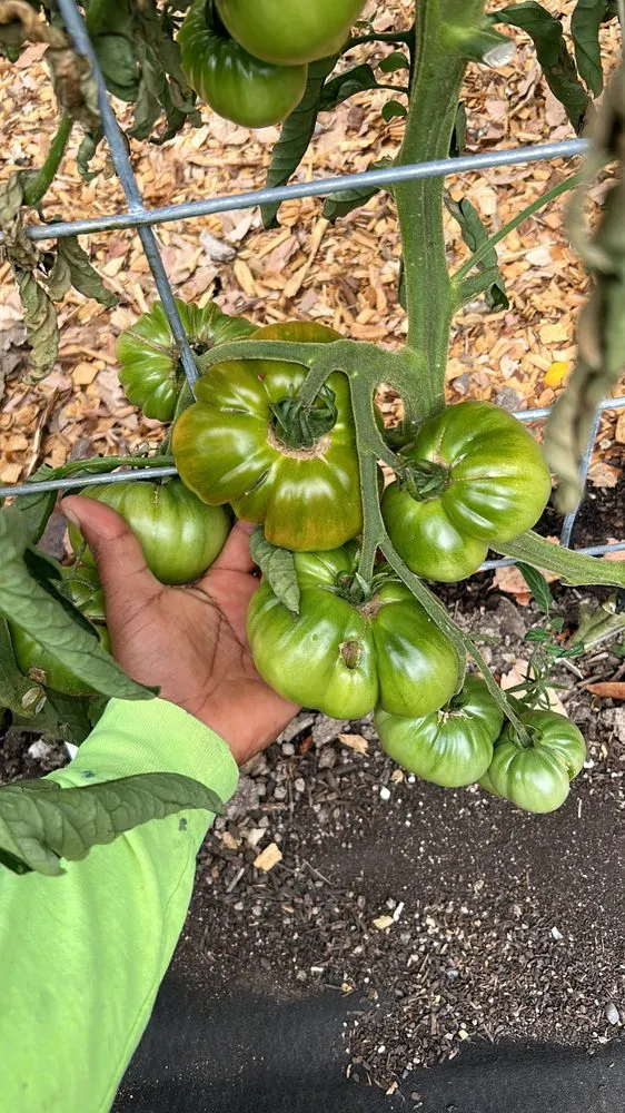 Reliable lawn care service for year-round maintenance in Napa, CA by Ochoa's Landscaping