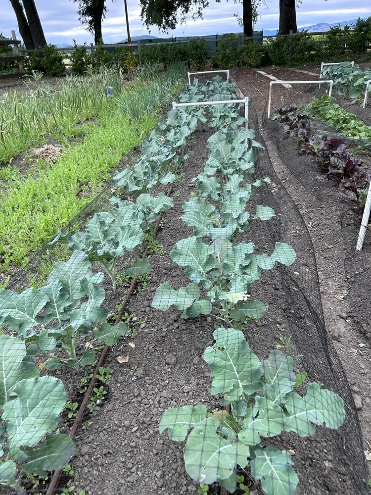 Custom landscaping services in Napa, CA - Ochoa's Landscaping