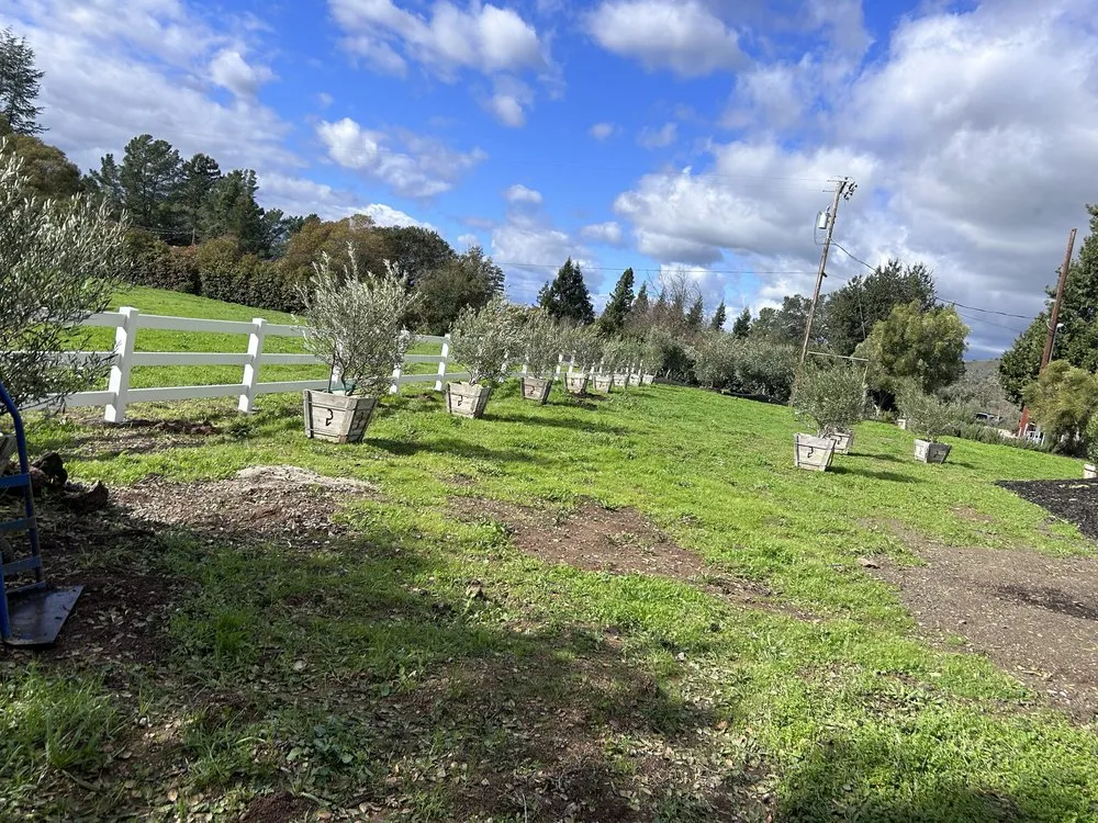 Custom landscape design for year-round maintenance in Napa, CA by Ochoa's Landscaping