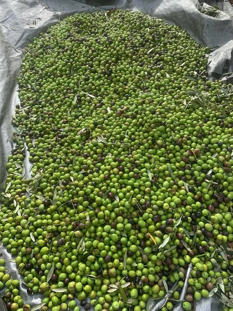 Local garden landscaping in Napa, CA - Ochoa's Landscaping