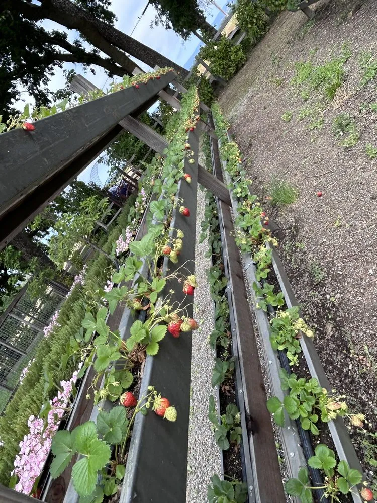 Expert garden landscaping experts serving Napa, CA - Ochoa's Landscaping