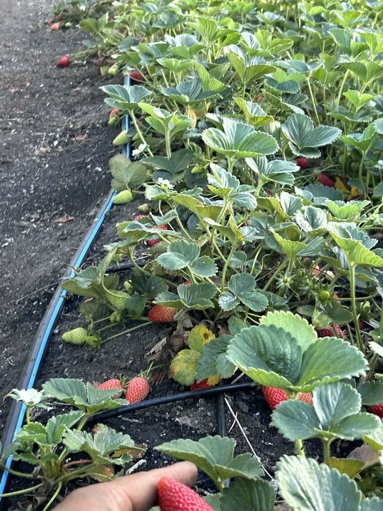 Trusted landscape design in Napa, CA by Ochoa's Landscaping