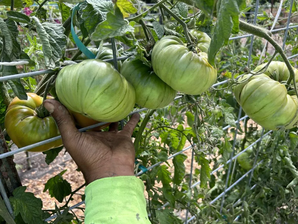 Professional landscape design for residential properties across Napa, CA - Ochoa's Landscaping