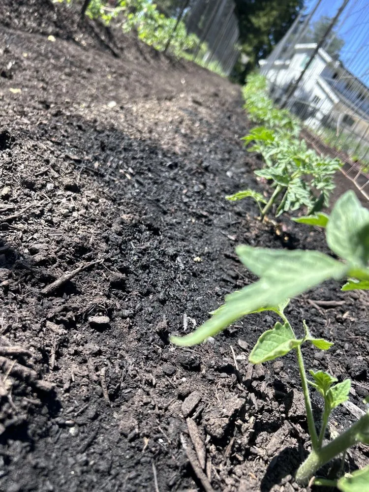 Affordable landscape design in Napa, CA by Ochoa's Landscaping