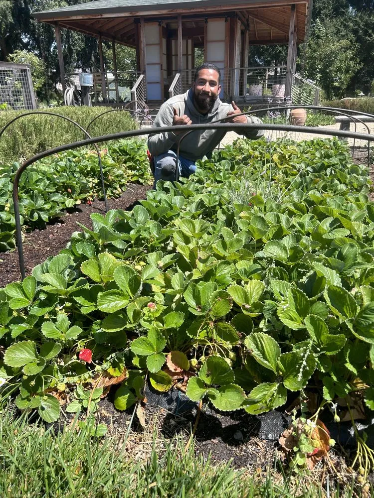 Reliable lawn mowing service in Napa, CA by Ochoa's Landscaping