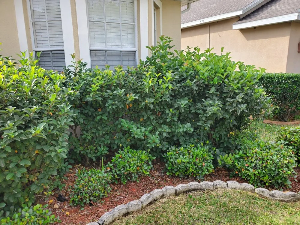 Local lawn care service in Wimauma, FL - Ochoas Landscaping