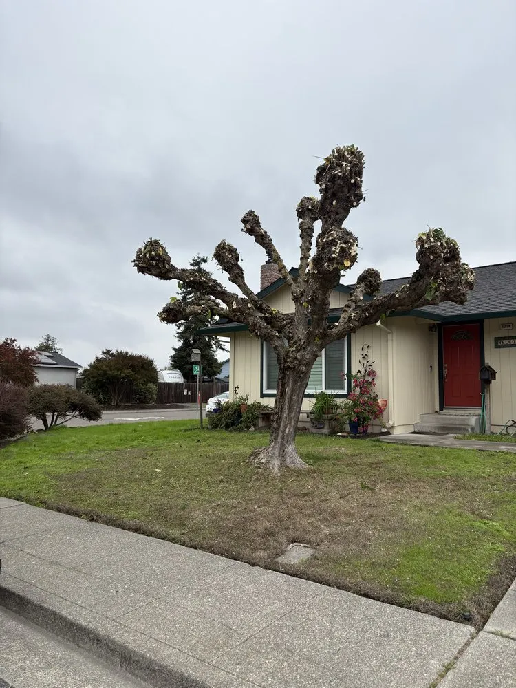 Top-rated landscape installation experts serving Petaluma, CA - O.C.O. Landscaping