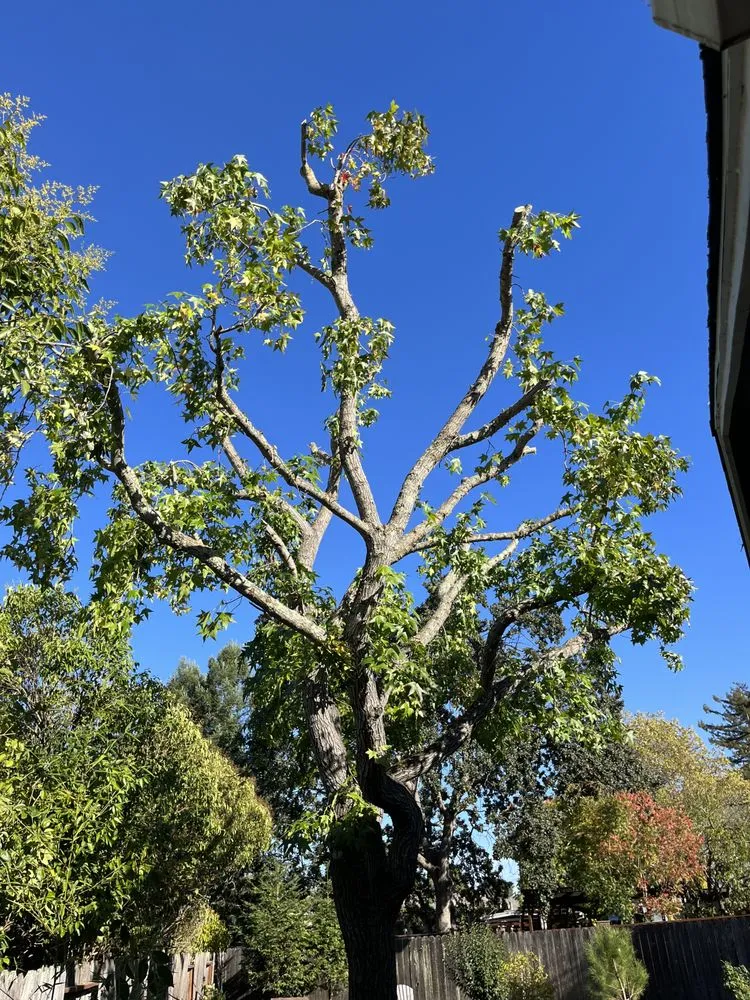 Reliable outdoor landscaping for year-round maintenance in Petaluma, CA by O.C.O. Landscaping