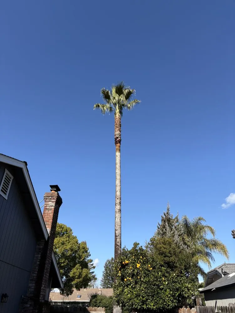 Top-rated yard cleanup service in Petaluma, CA by O.C.O. Landscaping