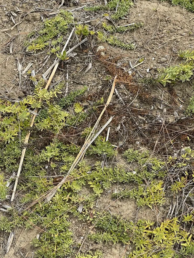 Reliable landscape installation experts serving Rancho Santa Margarita, CA - O'Connell Landscape Maintenance