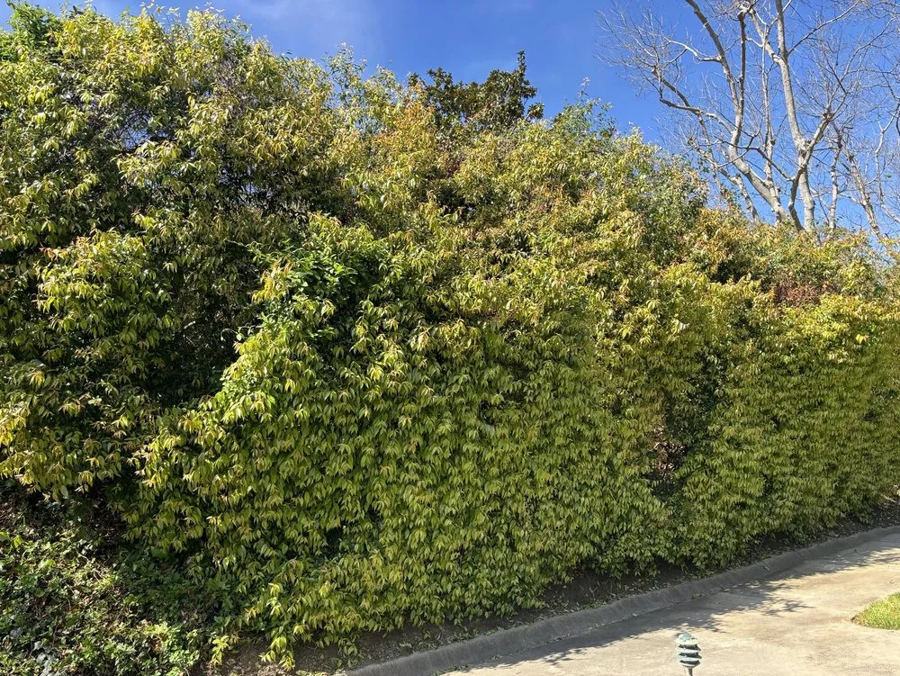 Reliable lawn care service for residential properties across Rancho Santa Margarita, CA - O'Connell Landscape Maintenance