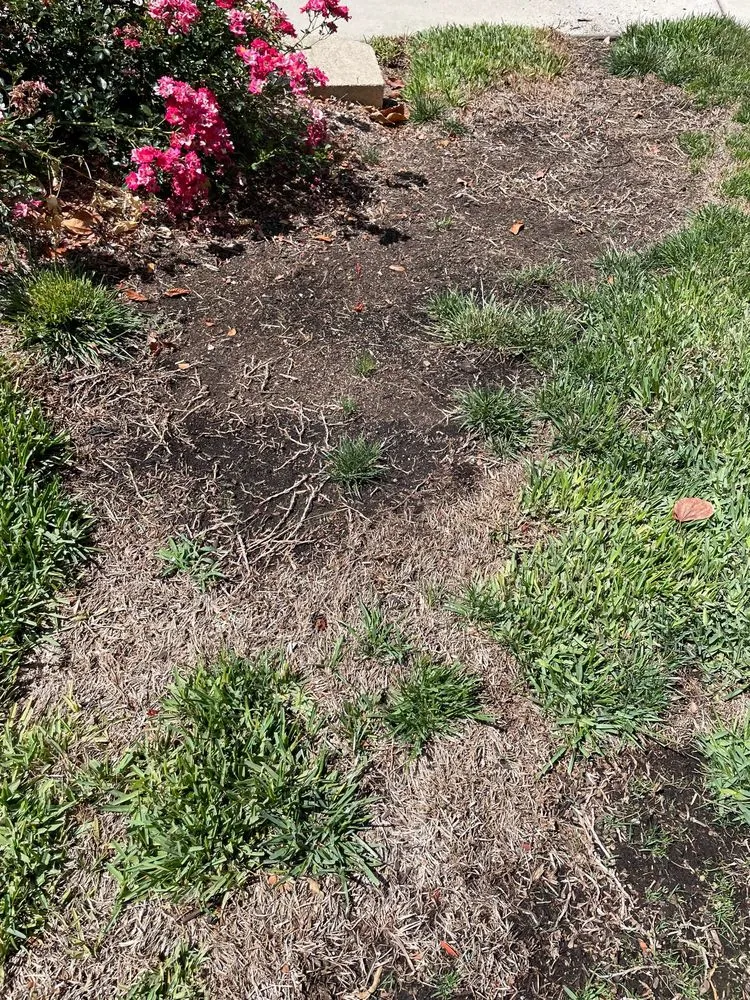 Expert yard cleanup service in Rancho Santa Margarita, CA by O'Connell Landscape Maintenance